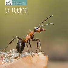 [11363] La fourmi,  mes premiers documentaires Edition Accès dès 4 ans